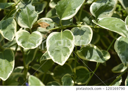Variegated Greater periwinkle Variegated Greater periwinkle 120169790