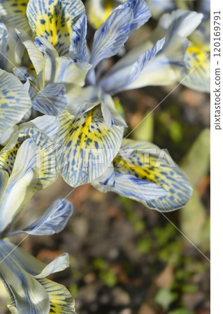 Iris Katherine Hodgkin 120169791