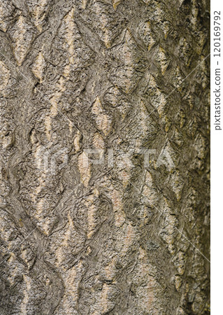 Tree of heaven Tree of heaven 120169792