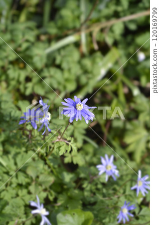 Apennine anemone Apennine anemone 120169799