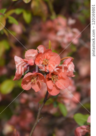 Japanese Flowering Quince 120169801