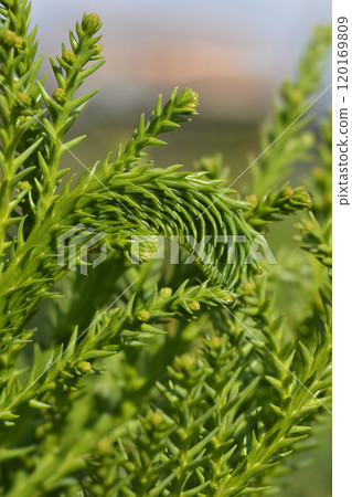 Cockscomb Japanese cedar 120169809
