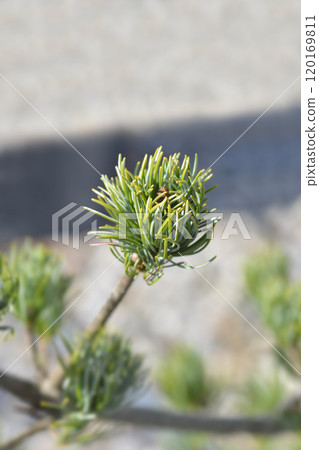 Japanise White Pine Blue Angel 120169811