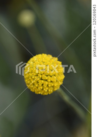 Billy buttons Golf Beauty Billy buttons Golf Beauty 120169843
