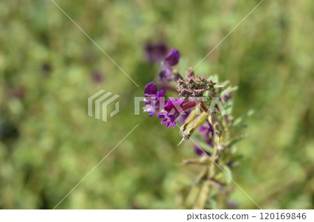 Cigar flower 120169846