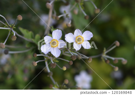 Japanese Anemone 120169848