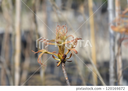 Cut-leaved horse chestnut 120169872