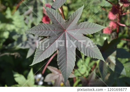 Castor oil plant Carmencita Bright Red 120169877