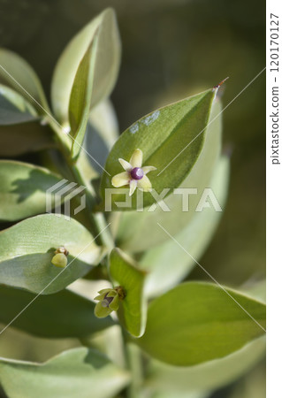 Spiny butchers broom Spiny butchers broom 120170127