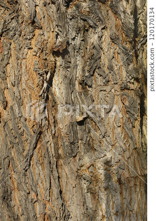 Simon poplar Simon poplar 120170134