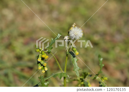 Common groundsel 120170135