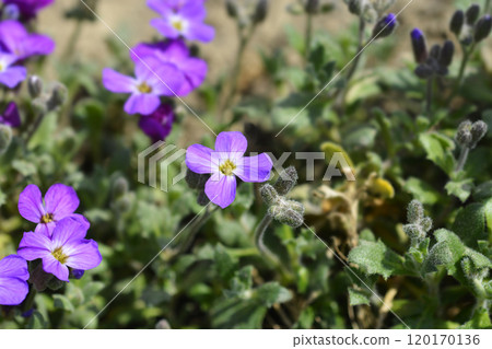 Aubrieta Dr. Mules 120170136