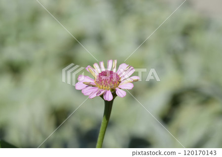 Common zinnia Common zinnia 120170143