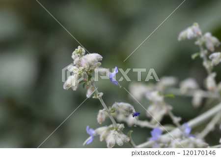 Russian Sage Russian Sage 120170146