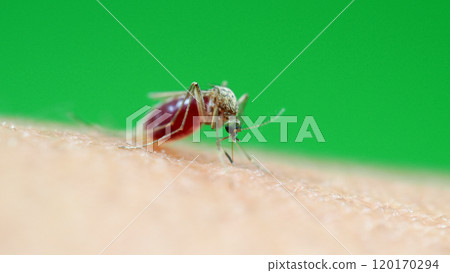 Macro of a Culex quinquefasciatus Mosquito that is a vector of west nile virus, filarial worm, JE virus, Feeding on Human Skin 120170294