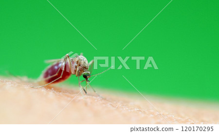 Macro of a Culex quinquefasciatus Mosquito that is a vector of west nile virus, filarial worm, JE virus, Feeding on Human Skin Macro of a Culex quinquefasciatus Mosquito that is a vector of west nile virus, filarial worm, JE virus, Feeding on Human Skin 120170295