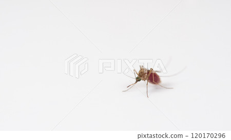 Macro of a Culex quinquefasciatus Mosquito that is a vector of west nile virus, filarial worm, JE virus on White Background; 120170296