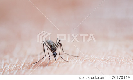 Macro of a Aedes aegypti Mosquito that is a vector of dengue fever Feeding on Human Skin 120170349