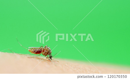 Macro of a Culex quinquefasciatus Mosquito that is a vector of west nile virus, filarial worm, JE virus, Feeding on Human Skin 120170350