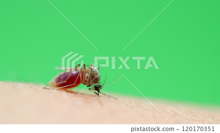 Macro of a Culex quinquefasciatus Mosquito that is a vector of west nile virus, filarial worm, JE virus, Feeding on Human Skin Macro of a Culex quinquefasciatus Mosquito that is a vector of west nile virus, filarial worm, JE virus, Feeding on Human Skin 120170351