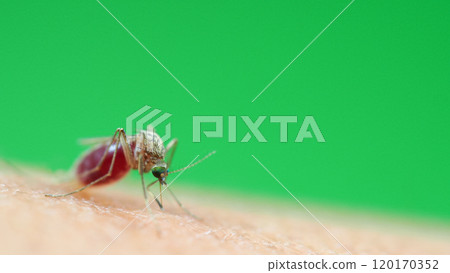 Macro of a Culex quinquefasciatus Mosquito that is a vector of west nile virus, filarial worm, JE virus, Feeding on Human Skin 120170352