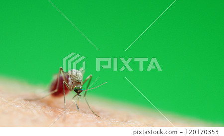 Macro of a Culex quinquefasciatus Mosquito that is a vector of west nile virus, filarial worm, JE virus, Feeding on Human Skin 120170353