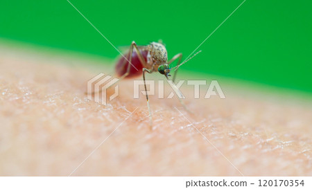 Macro of a Culex quinquefasciatus Mosquito that is a vector of west nile virus, filarial worm, JE virus, Feeding on Human Skin 120170354