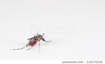 Macro of a Aedes aegypti Mosquito that is a vector of dengue fever on White Background 120170356