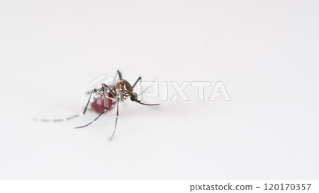 Macro of a Aedes aegypti Mosquito that is a vector of dengue fever on White Background Macro of a Aedes aegypti Mosquito that is a vector of dengue fever on White Background 120170357
