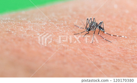 Macro of a Aedes aegypti Mosquito that is a vector of dengue fever Feeding on Human Skin 120170380