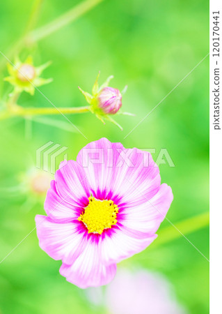 Flowers around the house, various in the four seasons, cosmos field, delicate petals fluttering in the autumn breeze, refreshingly shining pink cosmos Flowers around the house, various in the four seasons, cosmos field, delicate petals fluttering in the autumn breeze, refreshingly shining pink cosmos 120170441