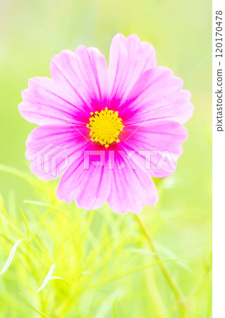 滿屋鮮花,四季不同,波斯菊田野,漂亮的花瓣在秋風中搖曳,清爽的粉紅色波斯菊 滿屋鮮花,四季不同,波斯菊田野,漂亮的花瓣在秋風中搖曳,清爽的粉紅色波斯菊 120170478