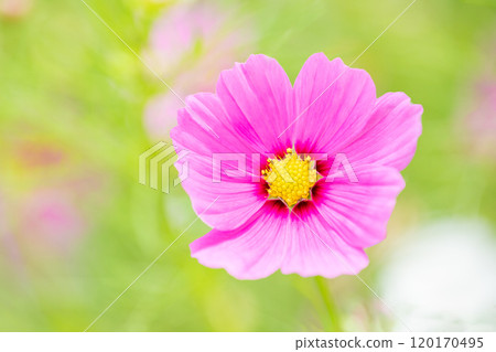 Flowers around the house, various in the four seasons, cosmos field, delicate petals fluttering in the autumn breeze, refreshingly shining pink cosmos Flowers around the house, various in the four seasons, cosmos field, delicate petals fluttering in the autumn breeze, refreshingly shining pink cosmos 120170495