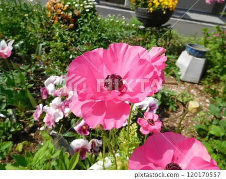 海葵粉紅色 120170557