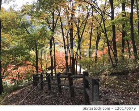 Path through autumn leaves 120170579