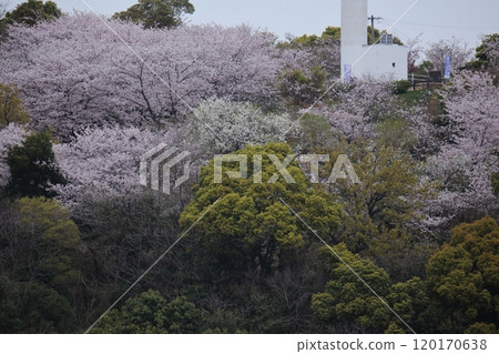 Aroo City Yotsuyama Shrine櫻花， 120170638