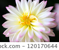 白色大麗花 120170644