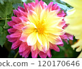 大麗花花 120170646