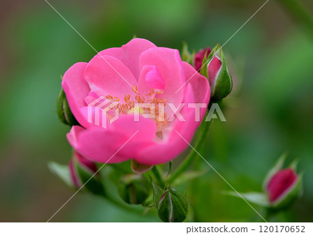 秋天的玫瑰 秋天的玫瑰 120170652