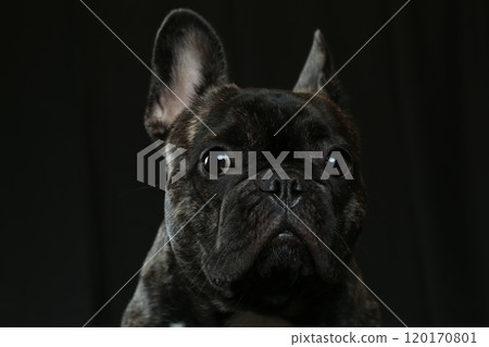 法國鬥牛犬 120170801