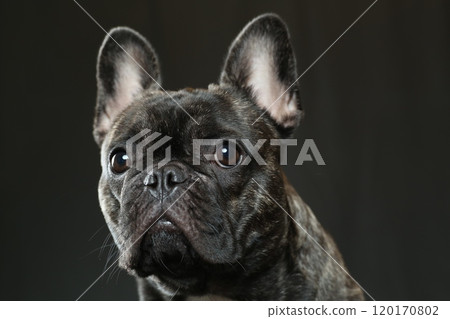 French bulldog 120170802