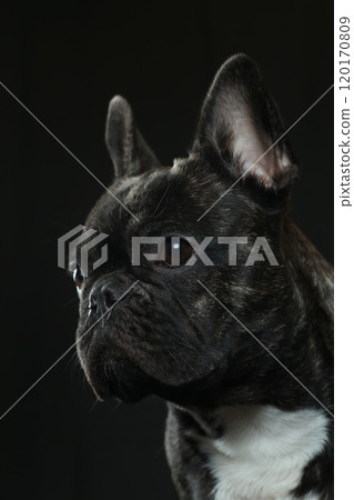 French bulldog French bulldog 120170809