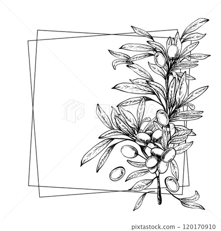 Olive tree branch with leaves and berries fruit square frame. Black and white graphic hand drawn vector illustration. Clipart for food menu, card, label template. Isolated line art from background Olive tree branch with leaves and berries fruit square frame. Black and white graphic hand drawn vector illustration. Clipart for food menu, card, label template. Isolated line art from background 120170910