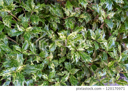 Osmanthus green leaf background. Flower plant with sharp leaves. 120170971