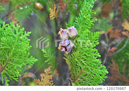 Dehiscent fruit of the Japanese laurel tree (autumn, October) 120170987