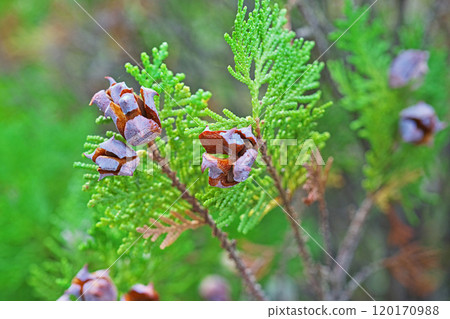 Dehiscent fruit of the Japanese laurel tree (autumn, October) 120170988