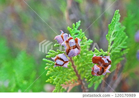 Dehiscent fruit of the Japanese laurel tree (autumn, October) 120170989