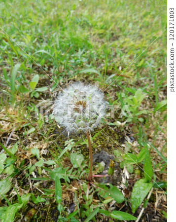 Dandelion fluff Dandelion fluff 120171003