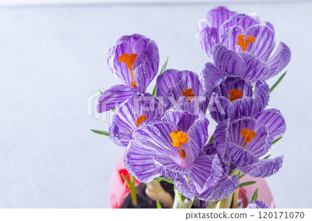 Purple flowers of crocuses. 120171070