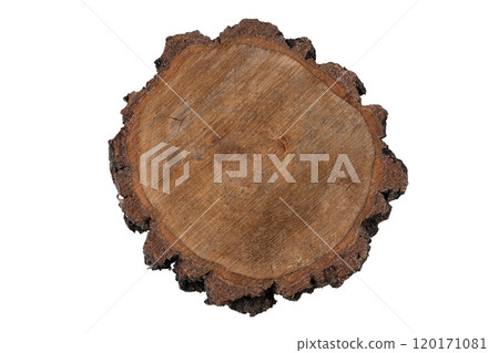Wooden podium. Cutting a trunk in a log. Wooden podium. Cutting a trunk in a log. 120171081